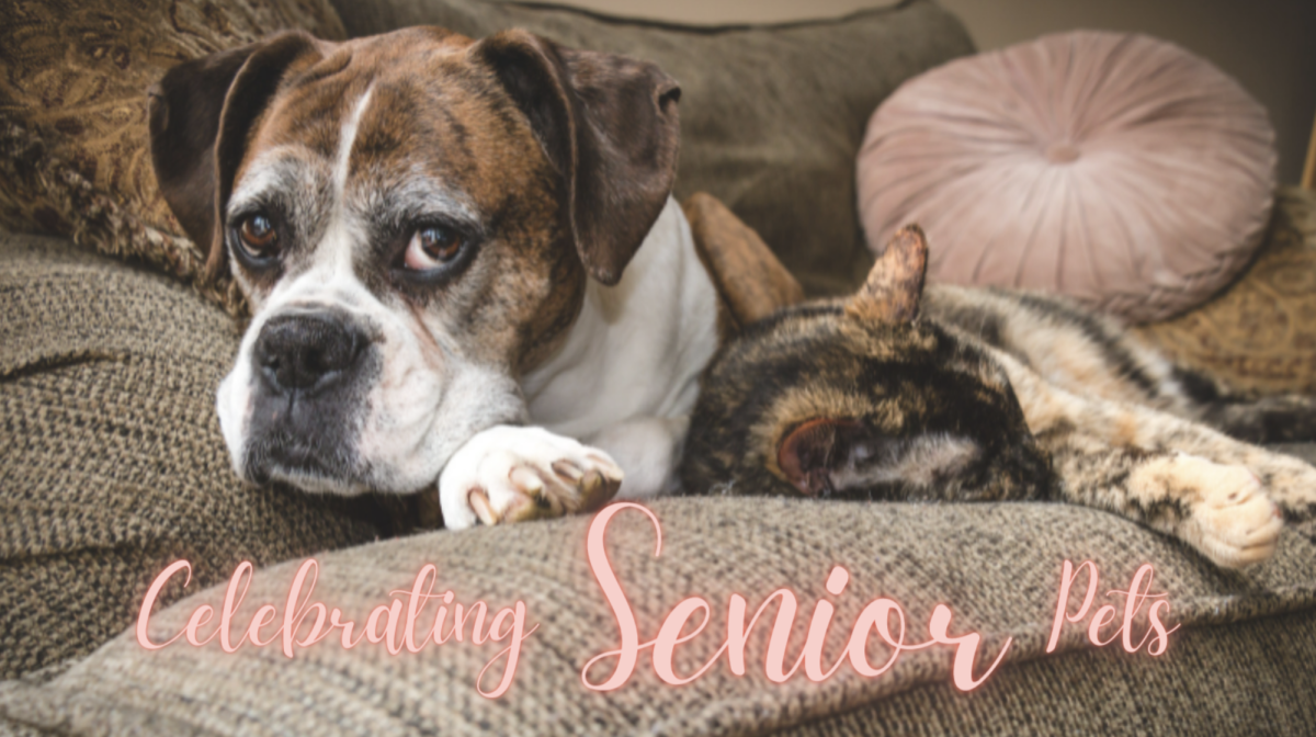 Why You Should Adopt a Senior Pet